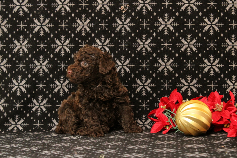 puppy, for, sale, Toy Poodle, Matthew B. Stoltzfus, dog, breeder, Gap, PA, dog-breeder, puppy-for-sale, forsale, nearby, find, puppyfind, locator, puppylocator, aca